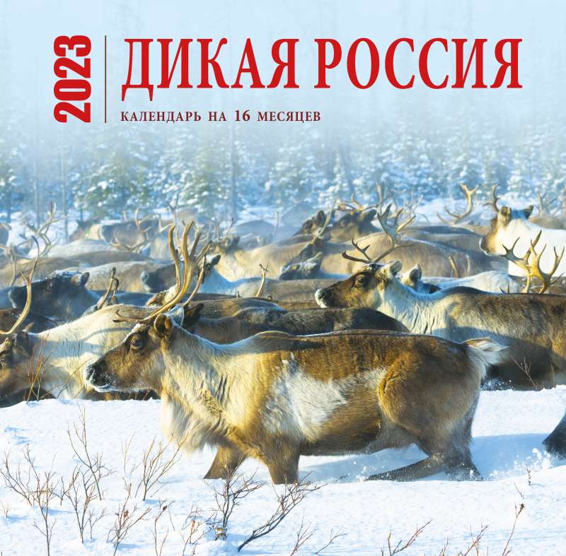 Дикая Россия. Календарь настенный на 16 месяцев на 2023 год 300х300 мм