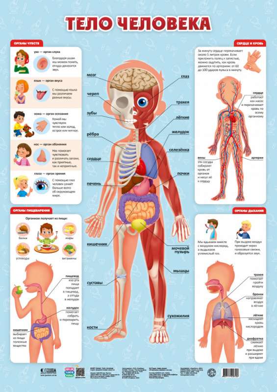 Дидактический плакат Тело человека