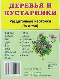 Деревья и кустарники.