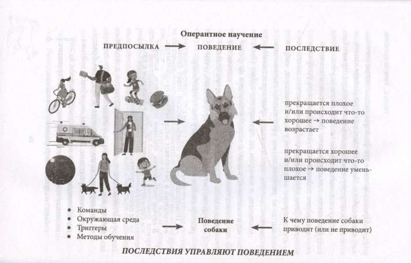 Ко мне! Как научить собаку моментально возвращаться по команде