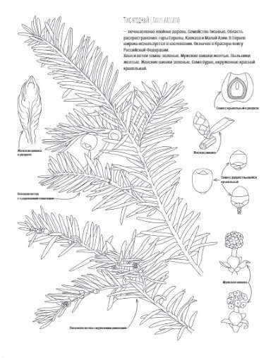 Ботаника. Атлас-раскраска