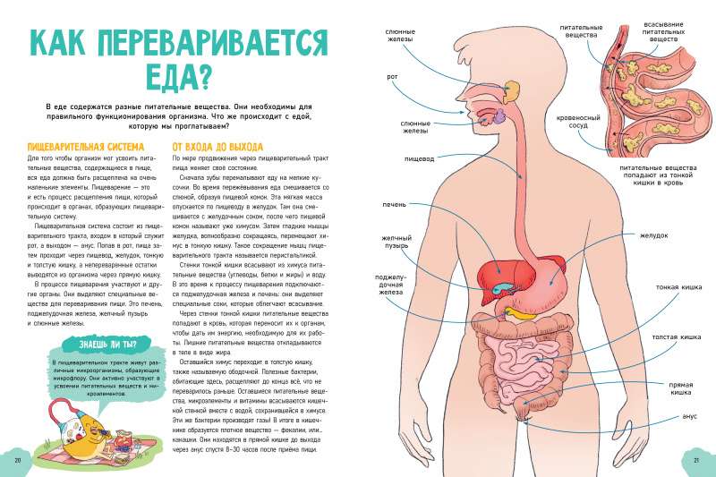 Удивительные энциклопедии. Невероятное тело человека