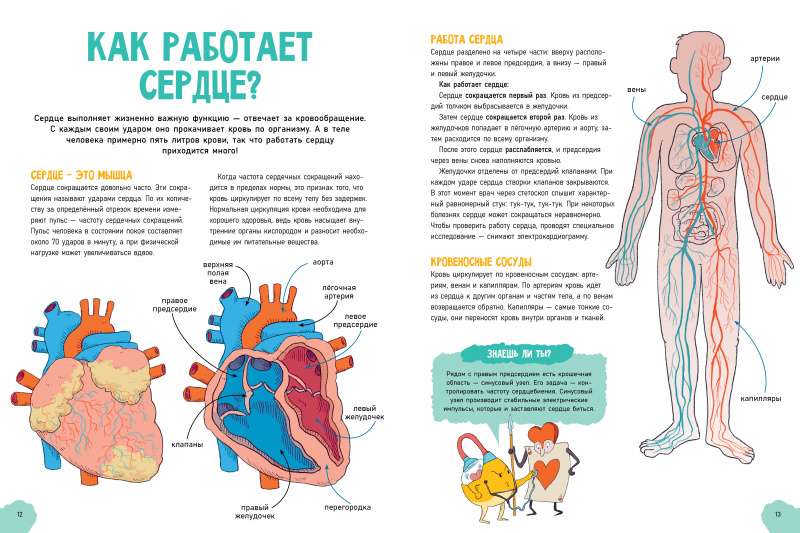 Удивительные энциклопедии. Невероятное тело человека