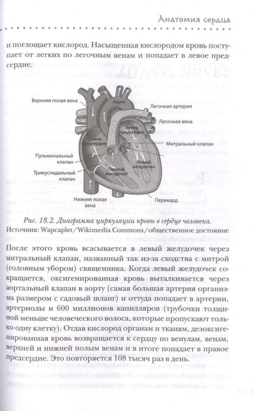 Прямо в сердце. Как главный символ любви превратился в главный орган кровообращения