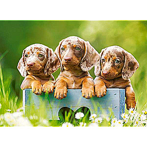 Пазл Cute Dachshunds 100 дет.