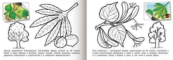 Раскраска с наклейками. Деревья и листья