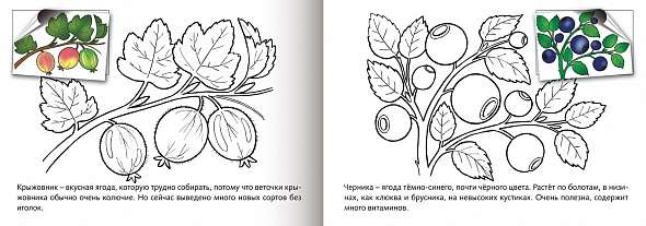 Раскраска с наклейками. Ягоды