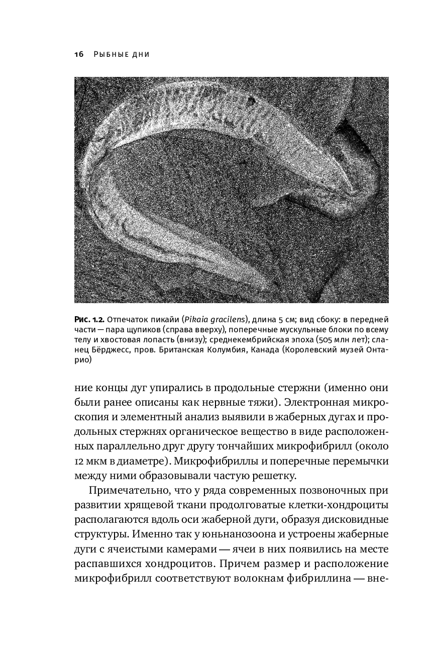 Как живые: Двуногие змеи, акулы-зомби и другие исчезнувшие животные