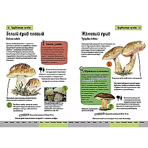 Грибы. Краткий иллюстрированный справочник