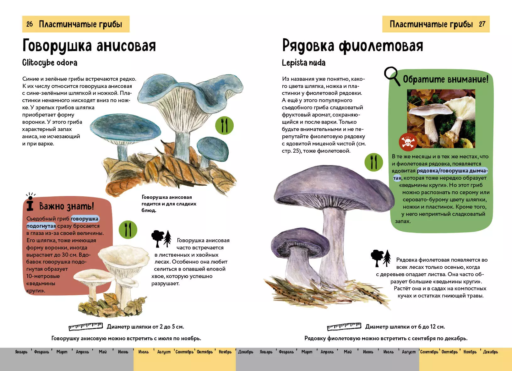 Грибы. Краткий иллюстрированный справочник