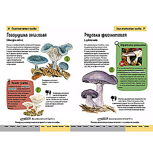 Грибы. Краткий иллюстрированный справочник
