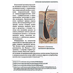 Волосы. Иллюстрированное пособие для врачей, трихологов и парикмахеров