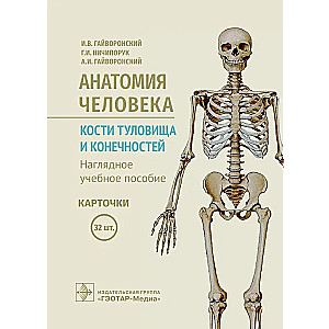 Анатомия человека. Кости туловища и конечностей. Нагляд.уч.пос. Карточки 32 шт.