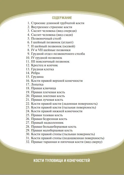 Анатомия человека. Кости туловища и конечностей. Нагляд.уч.пос. Карточки 32 шт.