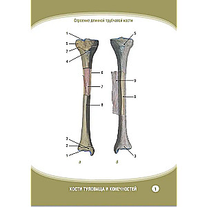 Анатомия человека. Кости туловища и конечностей