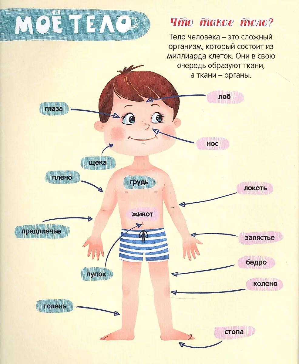 Тело человека