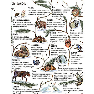 От зимы к лету. Как живут лесные звери