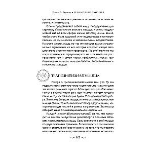 The body heals itself. An in-depth study of muscle function and its connection with emotions