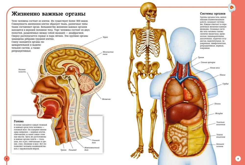 Первый атлас анатомии человека