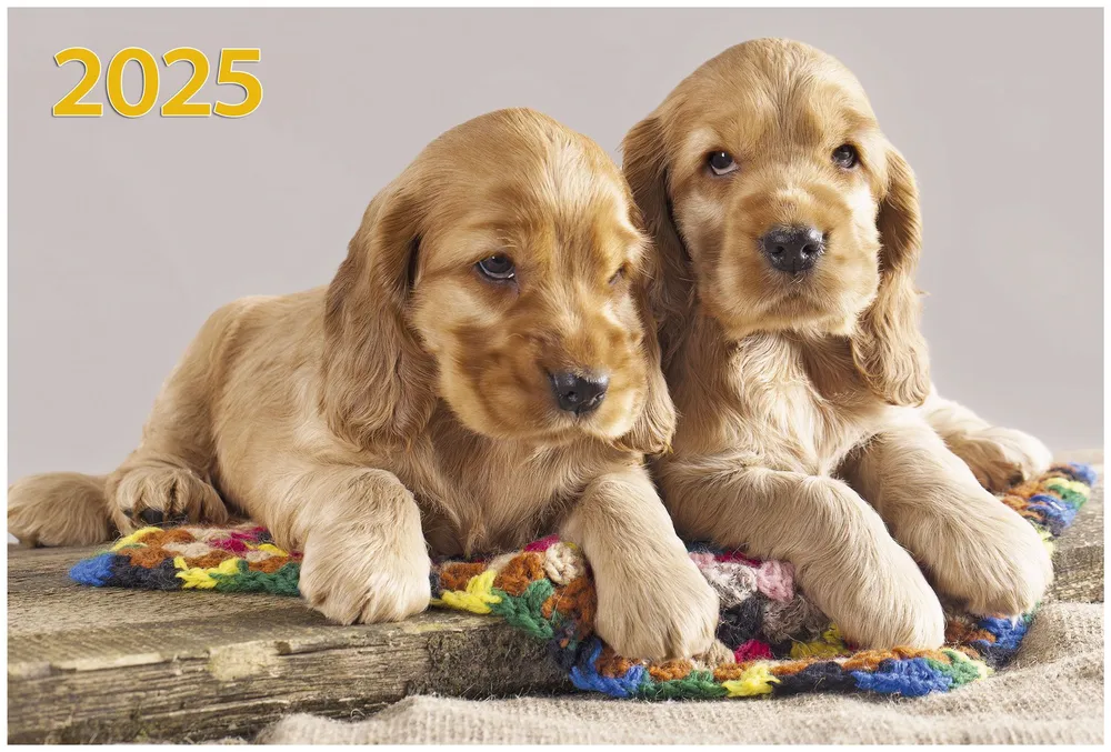 Three-block quarterly wall calendar Two puppies 310x680 for 2025