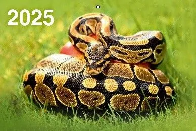 Three-block quarterly wall calendar Year of the Snake 310x680 for 2025