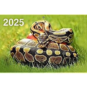 Three-block quarterly wall calendar Year of the Snake 310x680 for 2025