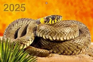 Three-block quarterly wall calendar Year of the Snake 310x680 for 2025