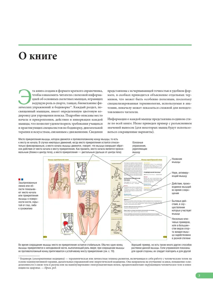 Anatomy of muscles. Illustrated reference book