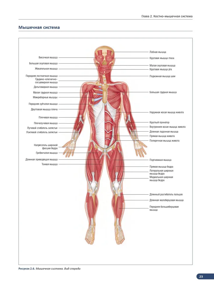 Anatomy of muscles. Illustrated reference book