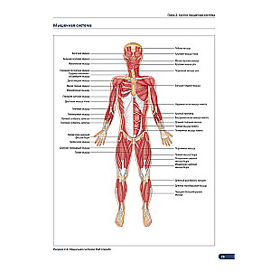 Anatomy of muscles. Illustrated reference book