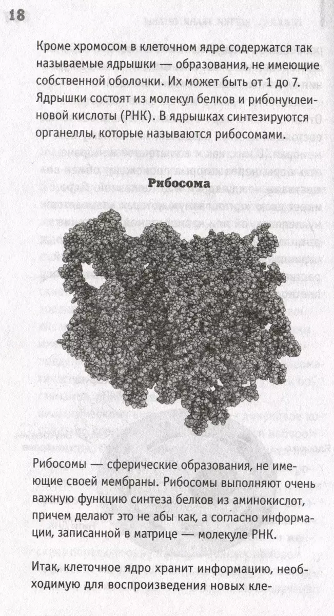 Анатомия. Разоблачение человека