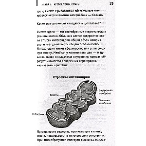 Anatomy. Exposing a Man