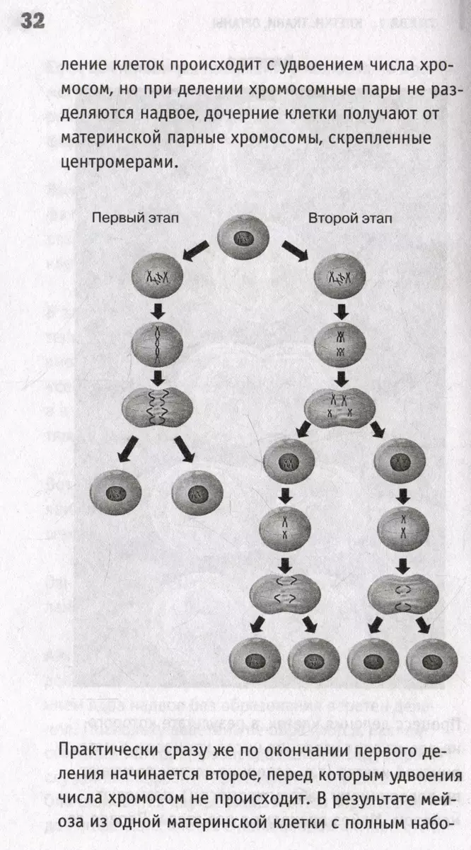 Anatomy. Exposing a Man