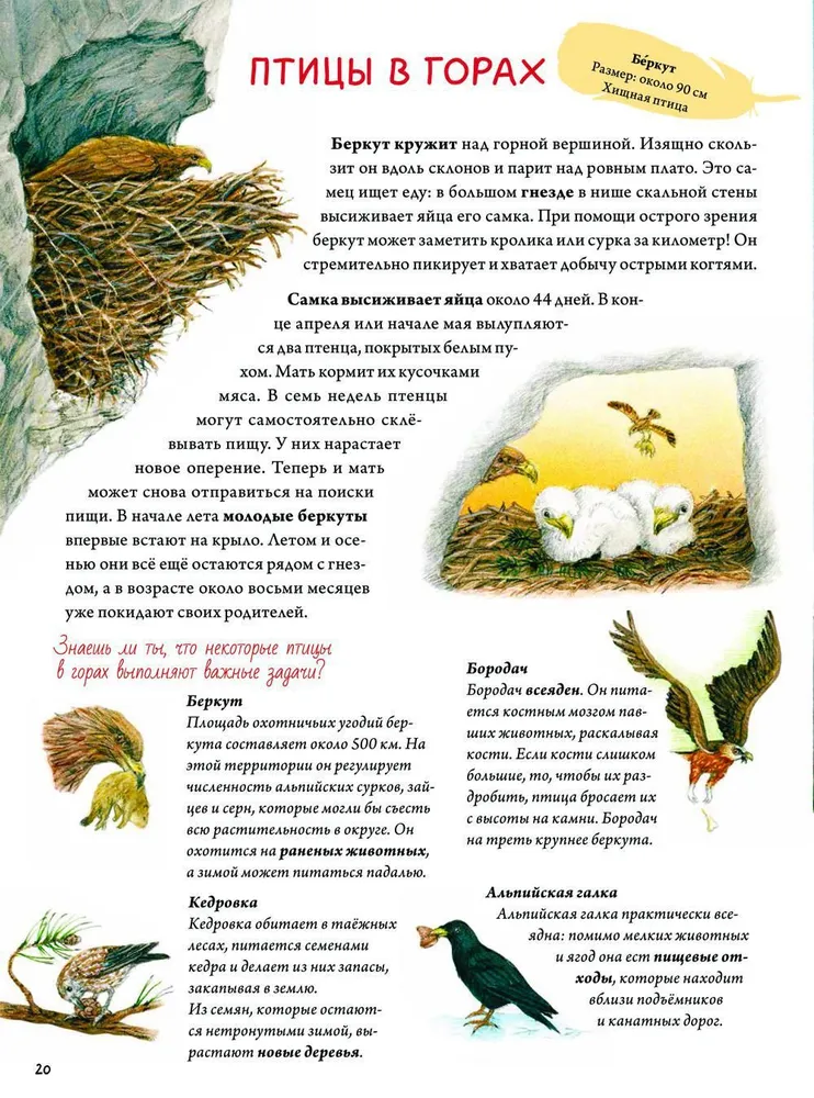 Book about birds