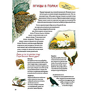 Book about birds