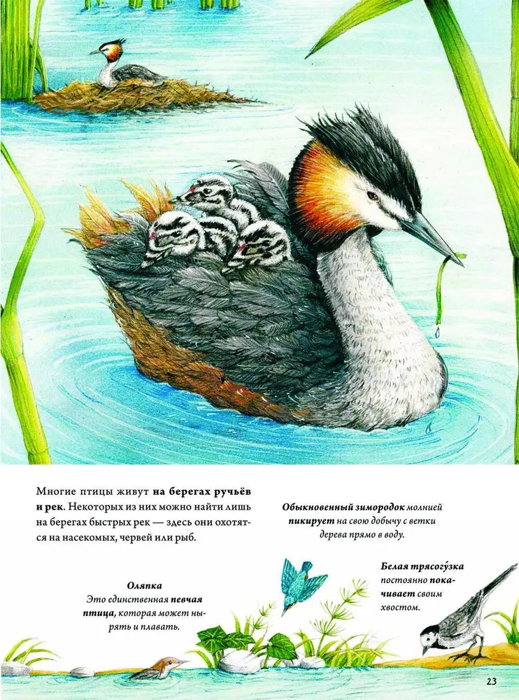 Book about birds