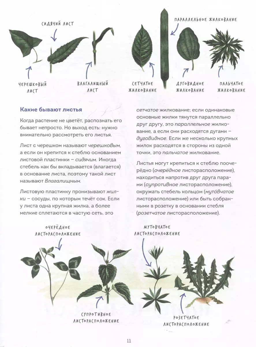 My herbarium. Flowers and herbs (repackaged)