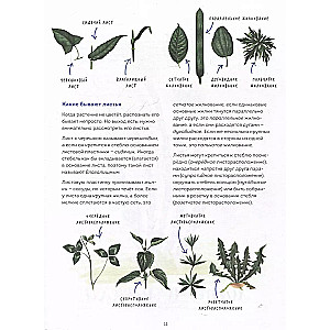 My herbarium. Flowers and herbs (repackaged)