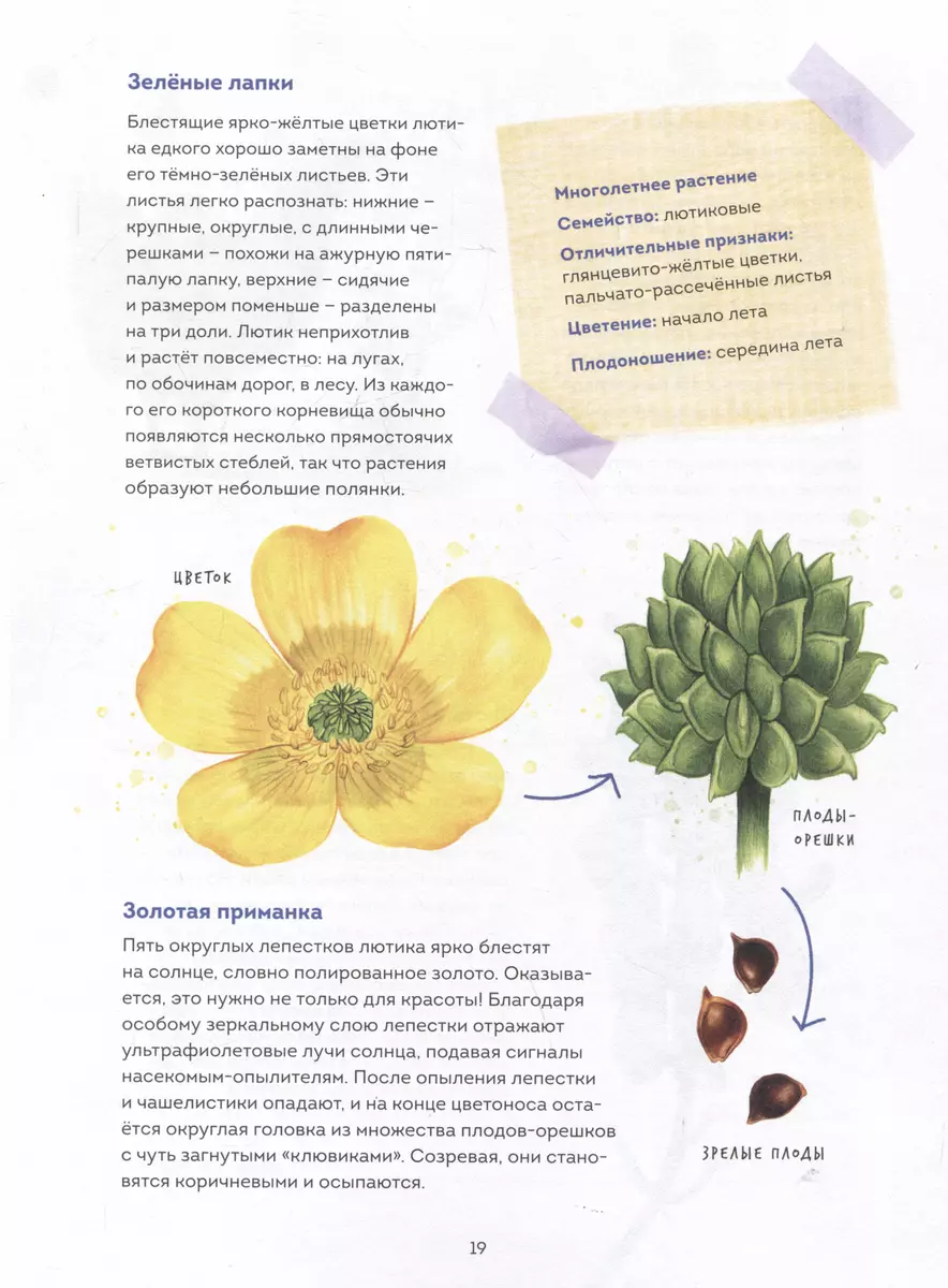 My herbarium. Flowers and herbs (repackaged)