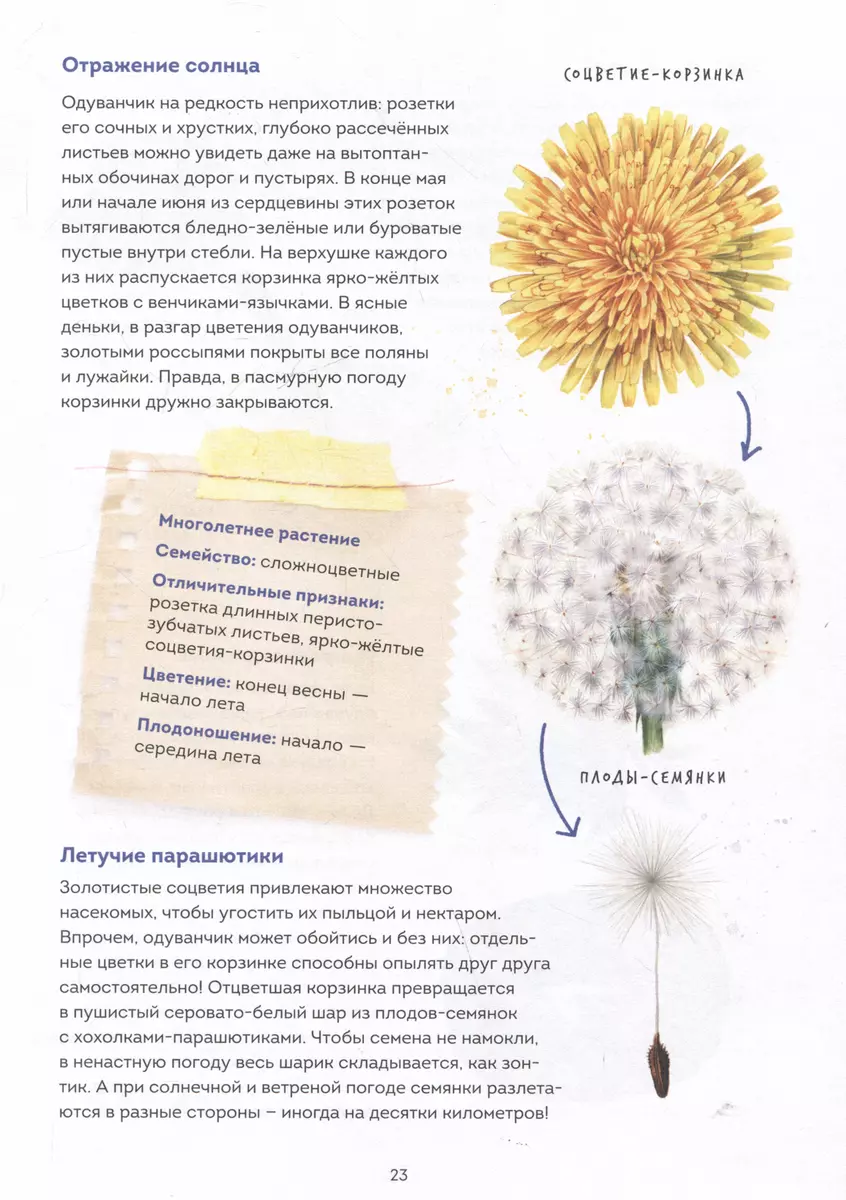 My herbarium. Flowers and herbs (repackaged)