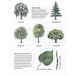 My herbarium. Tree leaves (repackaged)