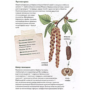 My herbarium. Tree leaves (repackaged)