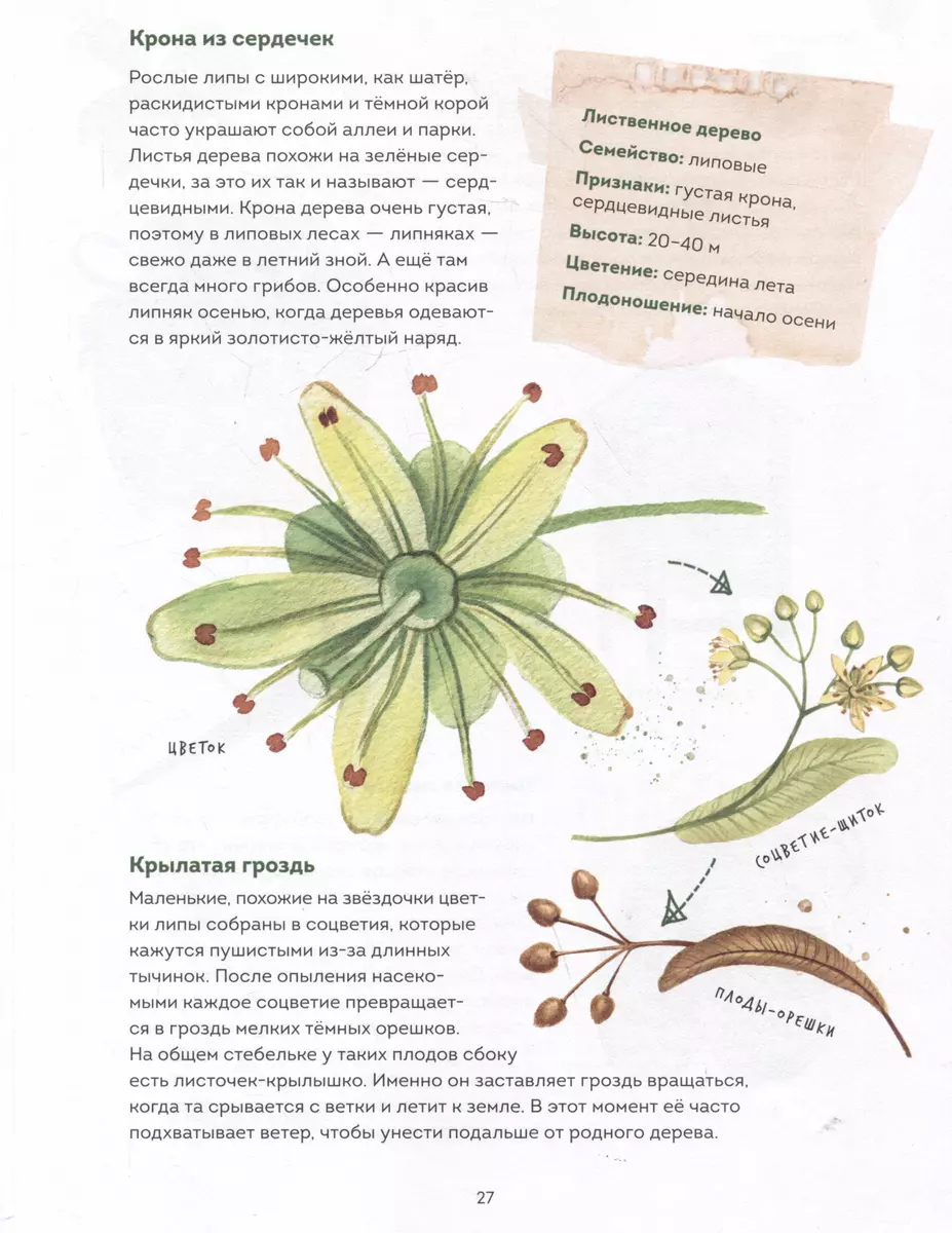 My herbarium. Tree leaves (repackaged)