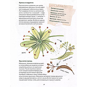 My herbarium. Tree leaves (repackaged)