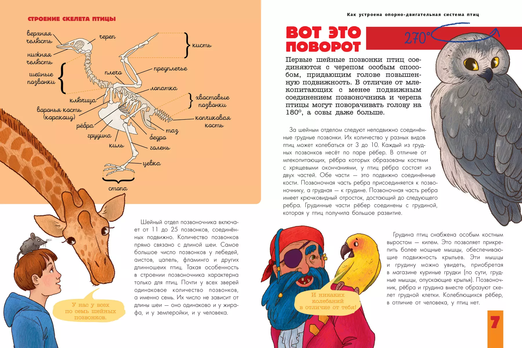 Птицы. Биология. Физиология