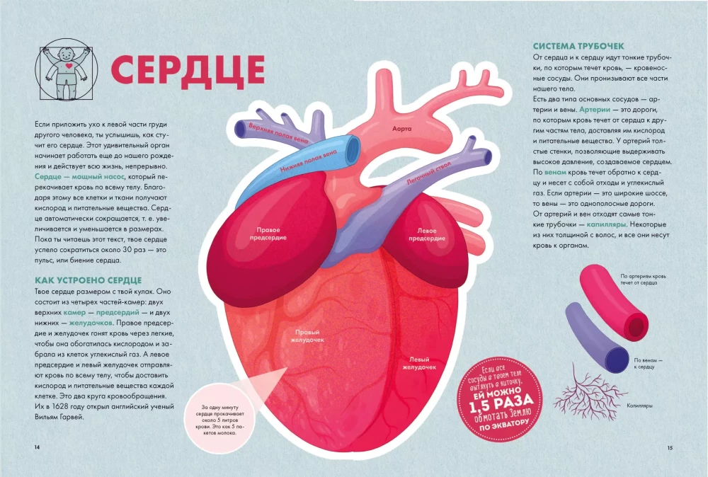 Your body. How it works and changes