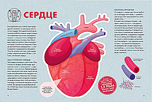 Your body. How it works and changes