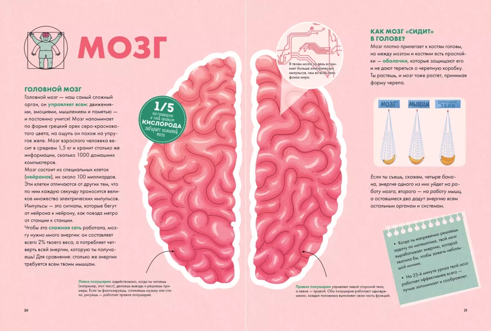 Your body. How it works and changes