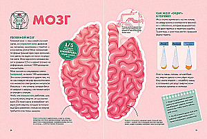 Your body. How it works and changes