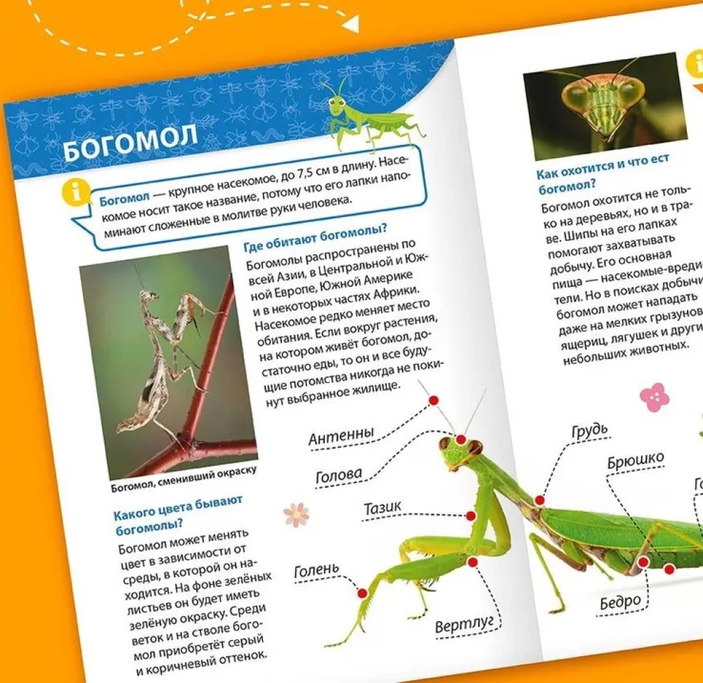 Encyclopedia for little whys. Insects